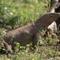 Varanus